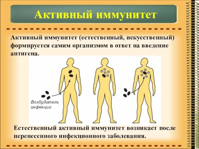 Активный иммунитет Активный иммунитет (естественный, искусственный) формируется самим организмом в ответ на