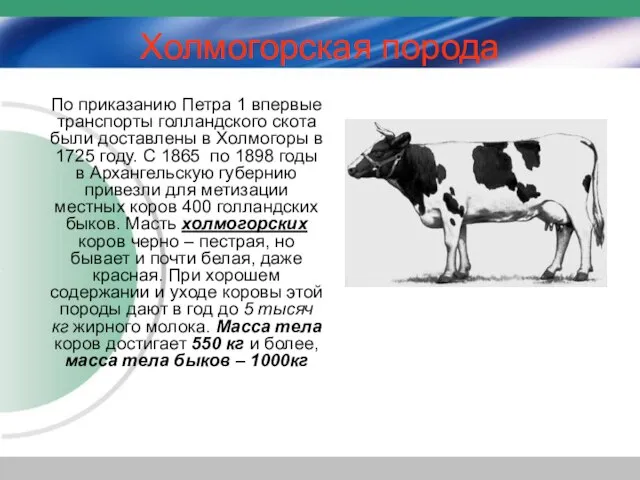 Холмогорская порода По приказанию Петра 1 впервые транспорты голландского скота были доставлены