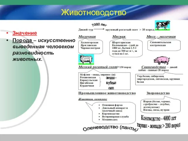 Животноводство Значение Порода – искусственно выведенная человеком разновидность животных.