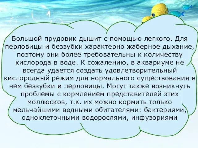 Большой прудовик дышит с помощью легкого. Для перловицы и беззубки характерно жаберное