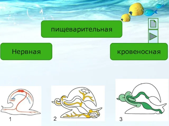 Нервная пищеварительная кровеносная 1 2 3