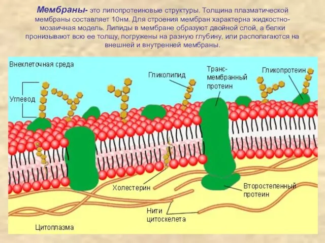 Мембраны- это липопротеиновые структуры. Толщина плазматической мембраны составляет 10нм. Для строения мембран