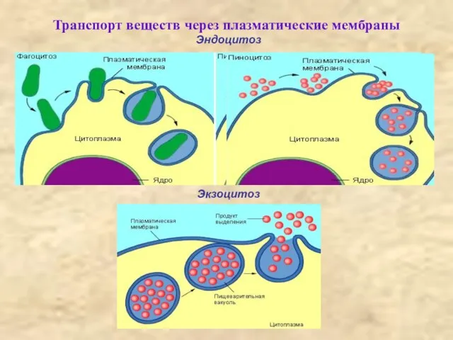 Транспорт веществ через плазматические мембраны Эндоцитоз Экзоцитоз Экзоцитоз