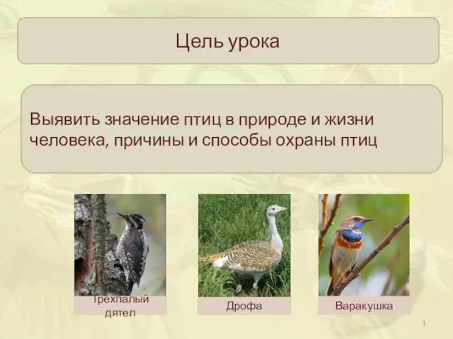 Цель урока Выявить значение птиц в природе и жизни человека, причины и