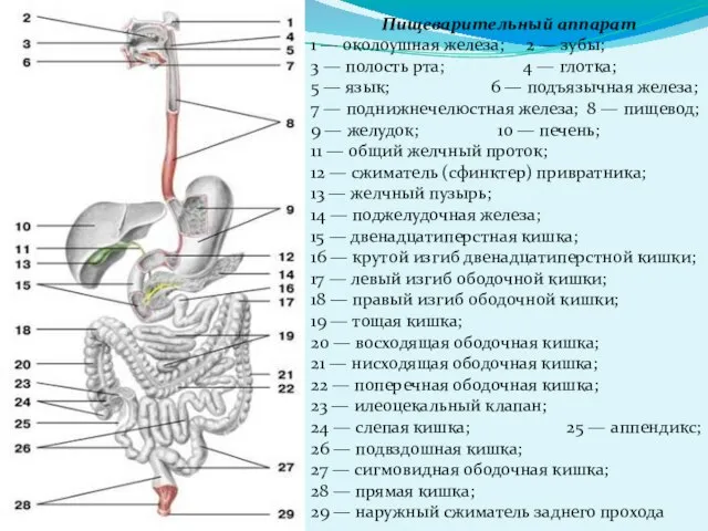 Пищеварительный аппарат 1 — околоушная железа; 2 — зубы; 3 — полость