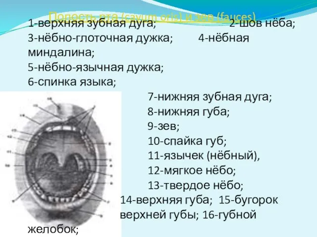 Полость рта (cavum oris) и зев (fauces) 1-верхняя зубная дуга; 2-шов нёба;