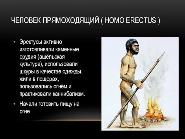 ЧЕЛОВЕК ПРЯМОХОДЯЩИЙ ( HOMO ERECTUS ) Эректусы активно изготовливали каменные орудия (ашёльская