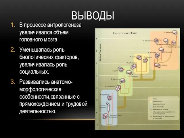 ВЫВОДЫ В процессе антропогенеза увеличивался объем головного мозга. Уменьшалась роль биологических факторов,