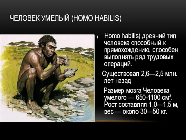 ЧЕЛОВЕК УМЕЛЫЙ (HOMO HABILIS) ( Homo habilis) древний тип человека способный к