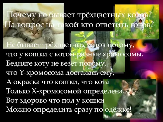 Почему не бывает трёхцветных котов? На вопрос на такой кто ответить готов?