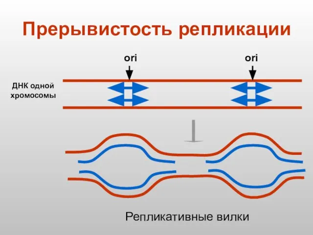 Прерывистость репликации ДНК одной хромосомы ori ori Репликативные вилки