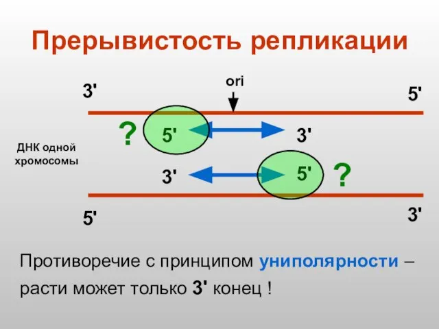 Прерывистость репликации ДНК одной хромосомы ori 3' 5' 3' 5' 5' 5'