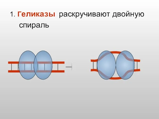 1. Геликазы раскручивают двойную спираль