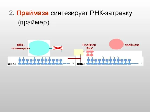 ДНК- полимераза праймаза Праймер РНК 2. Праймаза синтезирует РНК-затравку (праймер)