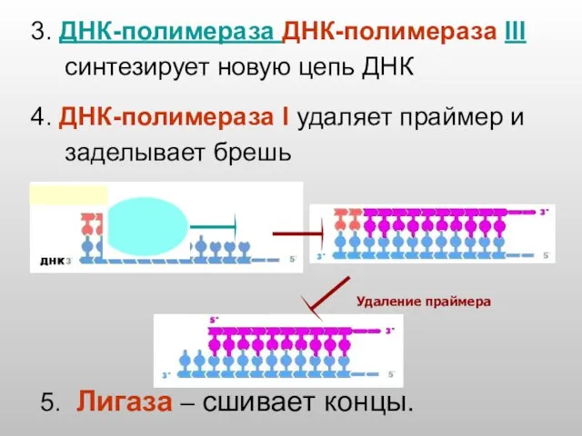Удаление праймера 3. ДНК-полимераза ДНК-полимераза III синтезирует новую цепь ДНК 4. ДНК-полимераза
