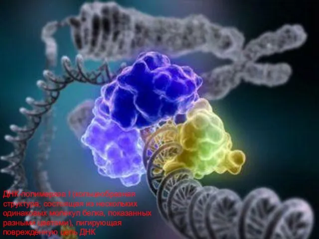 ДНК-полимераза I (кольцеобразная структура, состоящая из нескольких одинаковых молекул белка, показанных разными