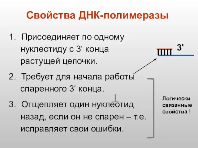 Свойства ДНК-полимеразы 1. Присоединяет по одному нуклеотиду с 3‘ конца растущей цепочки.