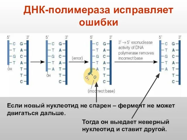 ДНК-полимераза исправляет ошибки Если новый нуклеотид не спарен – фермент не может