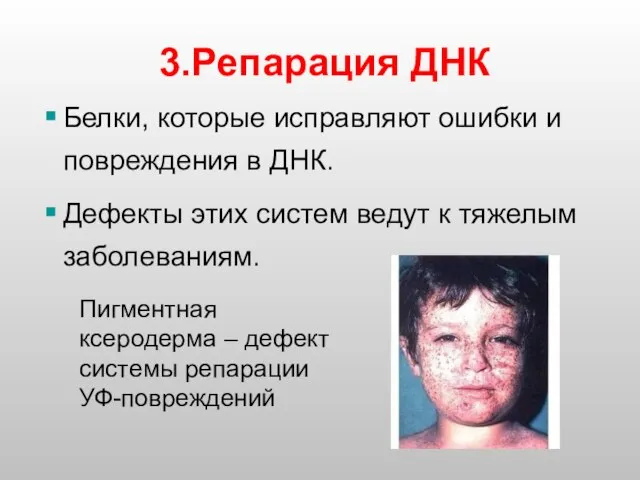 3.Репарация ДНК Белки, которые исправляют ошибки и повреждения в ДНК. Дефекты этих