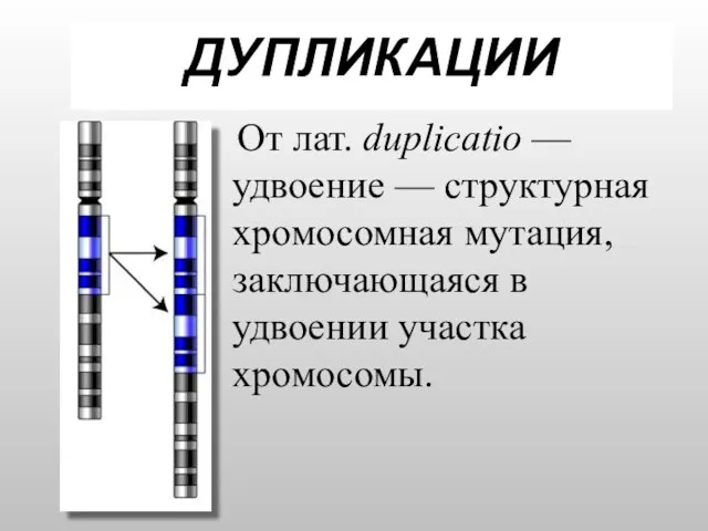 ДУПЛИКАЦИИ От лат. duplicatio — удвоение — структурная хромосомная мутация, заключающаяся в удвоении участка хромосомы.