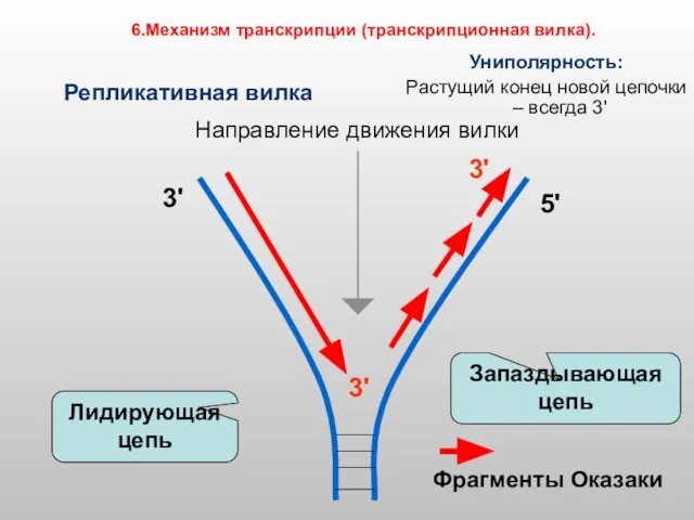 Репликативная вилка Униполярность: Растущий конец новой цепочки – всегда 3' 3' 5'