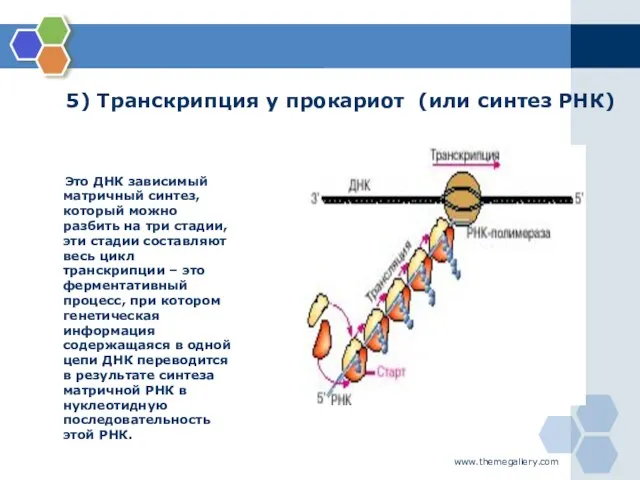 www.themegallery.com 5) Транскрипция у прокариот (или синтез РНК) Это ДНК зависимый матричный