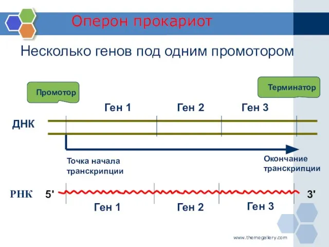 www.themegallery.com ДНК Промотор Терминатор Точка начала транскрипции Окончание транскрипции РНК Оперон прокариот