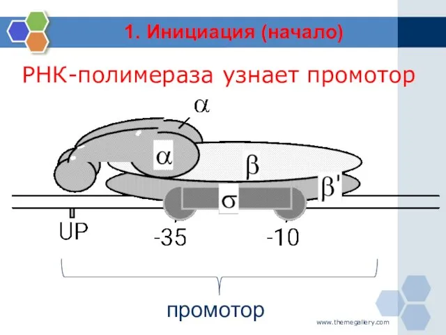 www.themegallery.com РНК-полимераза узнает промотор 1. Инициация (начало)