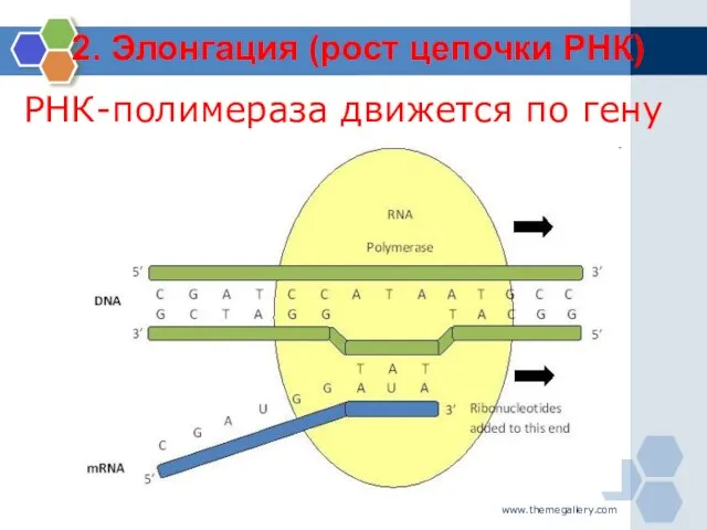 www.themegallery.com РНК-полимераза движется по гену 2. Элонгация (рост цепочки РНК)