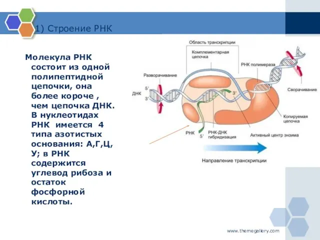 www.themegallery.com 1) Строение РНК Молекула РНК состоит из одной полипептидной цепочки, она