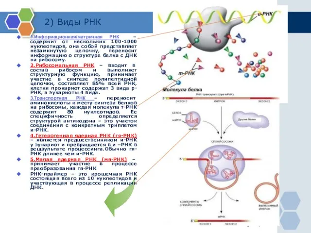 www.themegallery.com 2) Виды РНК 1.Информационная/матричная РНК – содержит от нескольких 100-1000 нуклеотидов,