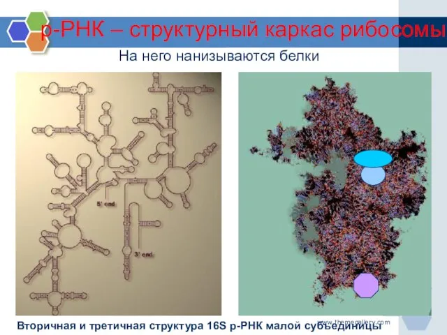 www.themegallery.com На него нанизываются белки Вторичная и третичная структура 16S р-РНК малой