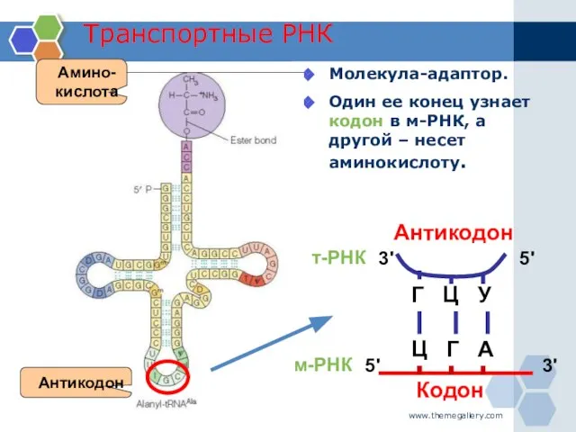www.themegallery.com Транспортные РНК Молекула-адаптор. Один ее конец узнает кодон в м-РНК, а