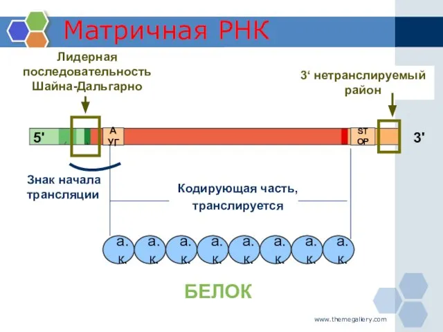 www.themegallery.com Матричная РНК Кодирующая часть, транслируется 3' 5' Лидерная последовательность Шайна-Дальгарно БЕЛОК