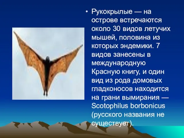 Рукокрылые — на острове встречаются около 30 видов летучих мышей, половина из