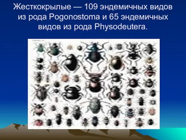 Жесткокрылые — 109 эндемичных видов из рода Pogonostoma и 65 эндемичных видов из рода Physodeutera.