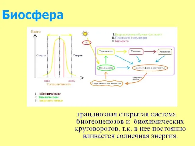 Биосфера грандиозная открытая система биогеоценозов и биохимических круговоротов, т.к. в нее постоянно вливается солнечная энергия.