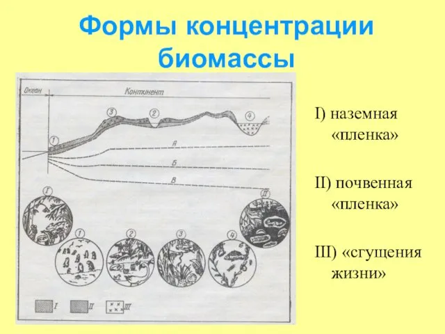 Формы концентрации биомассы I) наземная «пленка» II) почвенная «пленка» III) «сгущения жизни»