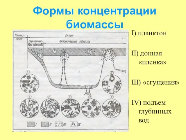 Формы концентрации биомассы I) планктон II) донная «пленка» III) «сгущения» IV) подъем глубинных вод