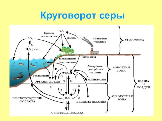 Круговорот серы