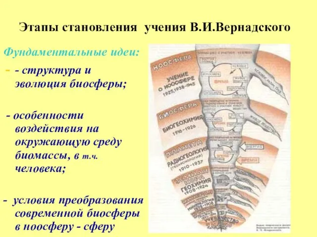 Этапы становления учения В.И.Вернадского Фундаментальные идеи: - структура и эволюция биосферы; -