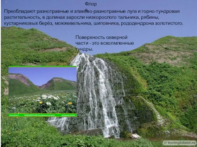 Флора Преобладают разнотравные и злаково-разнотравные луга и горно-тундровая растительность, в долинах заросли