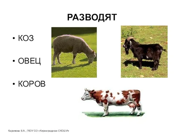 РАЗВОДЯТ КОЗ ОВЕЦ КОРОВ Карамова В.А., ГКОУ СО «Кировградская СКОШИ»