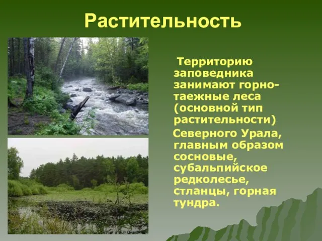 Растительность Территорию заповедника занимают горно-таежные леса (основной тип растительности) Северного Урала, главным