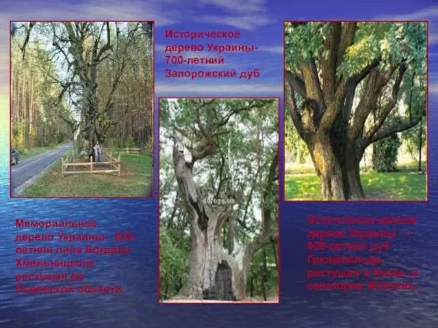 Мемориальное дерево Украины- 800-летняя липа Богдана Хмельницкого, растущая во Львовской области Эстетически-ценное