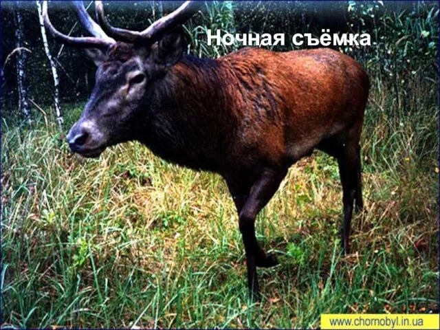 Популяция оленя (Cervus elaphus) в зоне отчуждения На сегодня благородного оленя можно