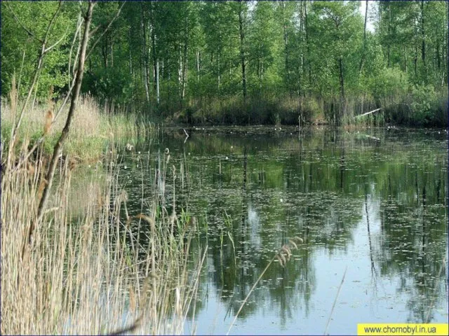 Повседневная хозяйственная деятельность человека не менее пагубна для дикой природы, чем радиация.