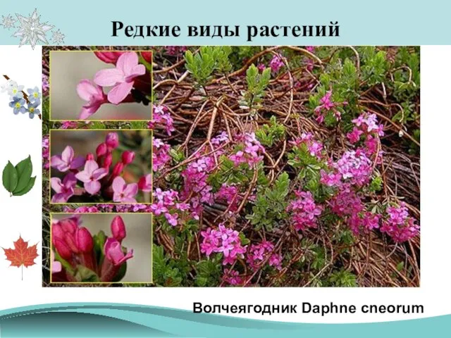 Редкие виды растений Волчеягодник Daphne cneorum