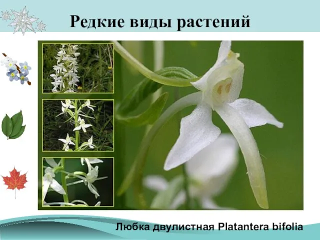 Редкие виды растений Любка двулистная Platantera bifolia