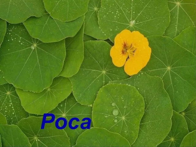 Роса